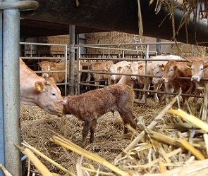 Geadopteerde kalfje Corrie toen ze net geboren was Geadopteerde kalfje Corrie toen ze net geboren was